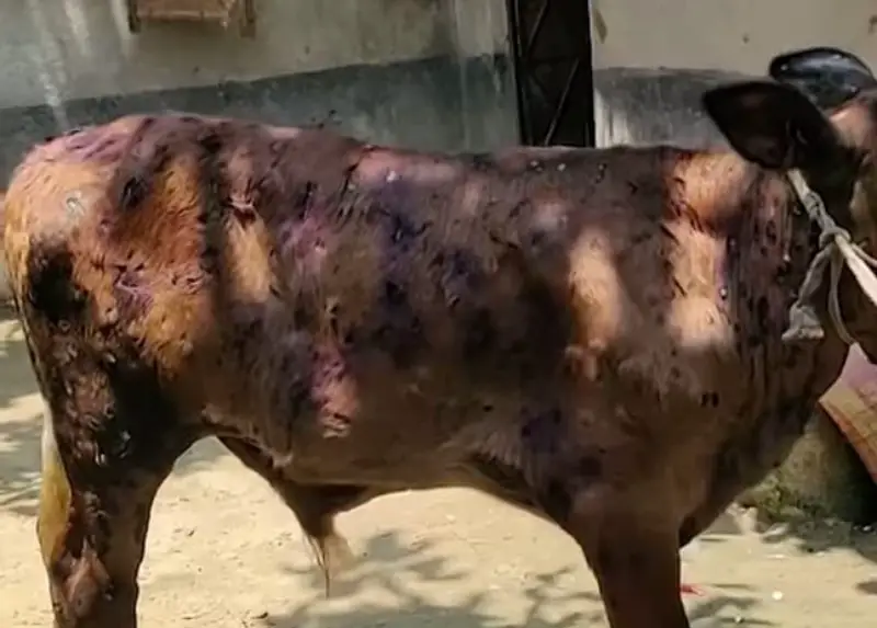 কসবায় ঈদের আগে গরুতে লাম্পি ভাইরাসের হানা, আতঙ্কে খামারিরা কসবায় ঈদের আগে গরুতে লাম্পি ভাইরাসের হানা, আতঙ্কে খামারিরা