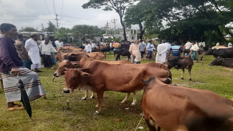 চরফ্যাশনে কোরবানির জন্য প্রস্তুত ২৫ হাজার পশু চরফ্যাশনে কোরবানির জন্য প্রস্তুত ২৫ হাজার পশু