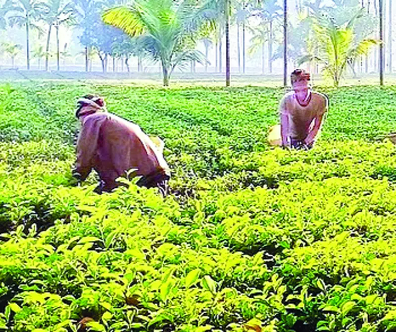 সমতলে চা-পাতা চয়ন শুরু, চাষির মুখে চওড়া হাসি সমতলে চা-পাতা চয়ন শুরু, চাষির মুখে চওড়া হাসি