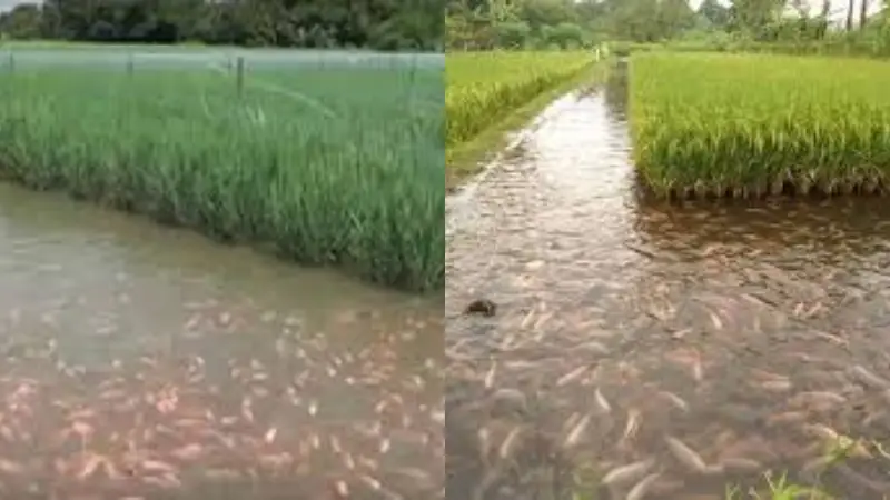 চাইনিজরা ধানক্ষেতে মাছ কেন ছাড়ে? চাইনিজরা ধানক্ষেতে মাছ কেন ছাড়ে?