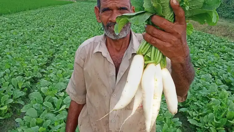 মুলা কেনো খাবেন? এর উপকারিতা কি? মুলা কেনো খাবেন? এর উপকারিতা কি?