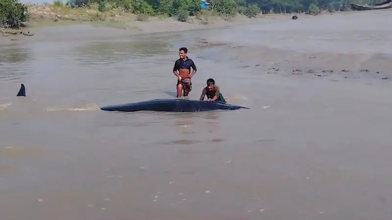 মেঘনার চরে আটকে পড়ল তিমি মেঘনার চরে আটকে পড়ল তিমি