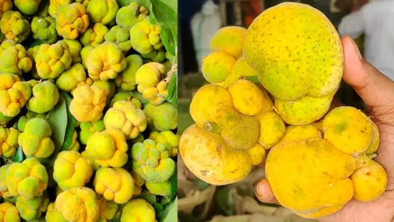স্বাস্থ্য উপকারিতায় ডেউয়া ফল স্বাস্থ্য উপকারিতায় ডেউয়া ফল