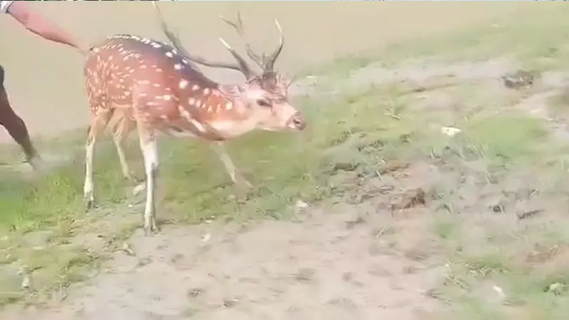 মনপুরায় মায়াবি হরিণ উদ্ধার,  সংরক্ষিত বনে অবমুক্ত