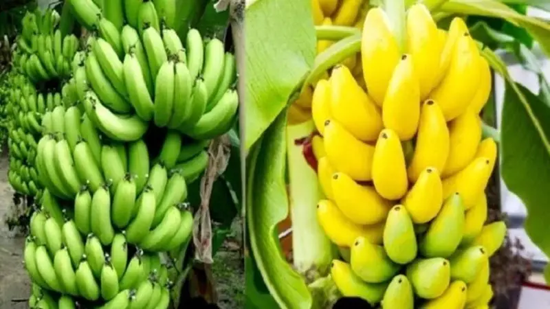 জলবায়ু ধ্বংস করছে কলা উৎপাদনে, বিজ্ঞানীরা দিলেন ভয়াবহ বার্তা! জলবায়ু ধ্বংস করছে কলা উৎপাদনে, বিজ্ঞানীরা দিলেন ভয়াবহ বার্তা!