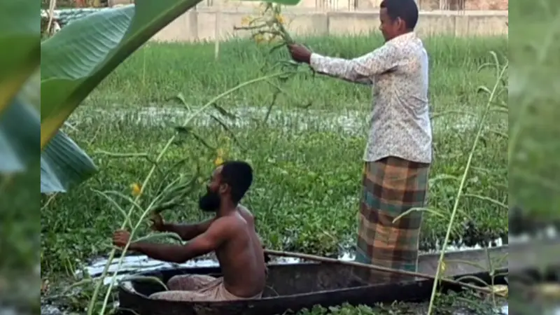 বিলুপ্তির পথে পরিবেশবান্ধব ও সহজ নৌযান তালের ডোঙা বিলুপ্তির পথে পরিবেশবান্ধব ও সহজ নৌযান তালের ডোঙা