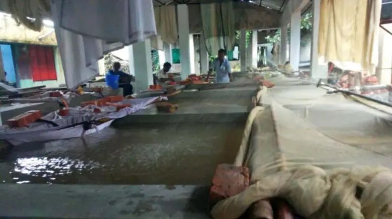 এবার হালদা থেকে রেকর্ড পরিমাণ ডিম সংগ্রহ