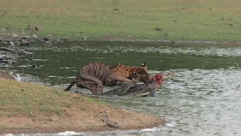 মাছলির নাতনী অ্যারোহেড আবারও প্রমাণ করল সে কার বংশধর মাছলির নাতনী অ্যারোহেড আবারও প্রমাণ করল সে কার বংশধর