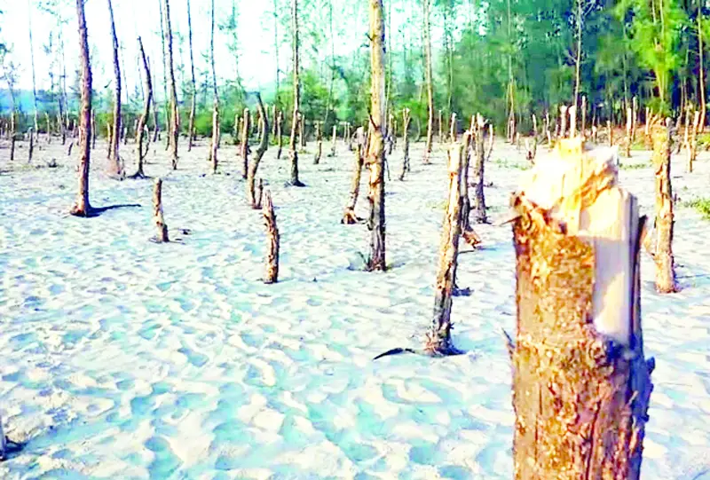 পেঁচারদ্বীপ সৈকতে চলছে অবৈধ স্থাপনা নির্মাণ পেঁচারদ্বীপ সৈকতে চলছে অবৈধ স্থাপনা নির্মাণ