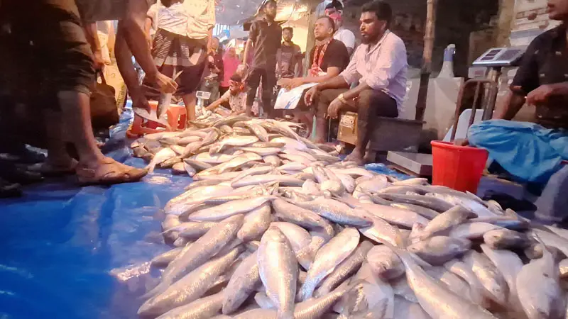 কম দামে মাইকিং করে ইলিশ বিক্রি কম দামে মাইকিং করে ইলিশ বিক্রি