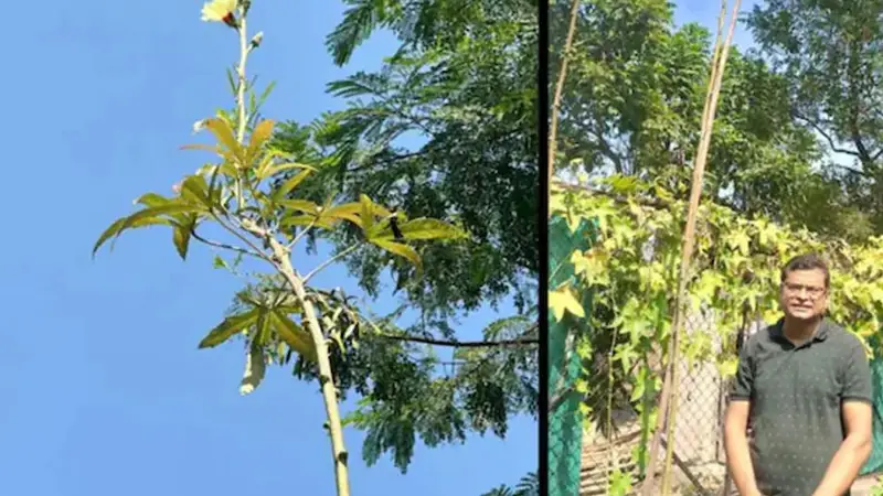 ঢ্যাঁড়স গাছের বিশ্বজয়! ঢ্যাঁড়স গাছের বিশ্বজয়!