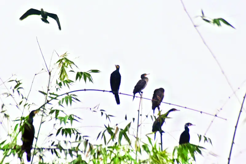 ‘পাখিগ্রামে’ কমে গেছে পাখির ওড়াউড়ি, নেই কলতান ‘পাখিগ্রামে’ কমে গেছে পাখির ওড়াউড়ি, নেই কলতান