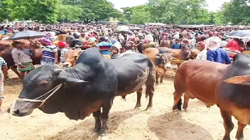 কোরবানির পশু ॥ চাহিদা ও জোগান কোরবানির পশু ॥ চাহিদা ও জোগান