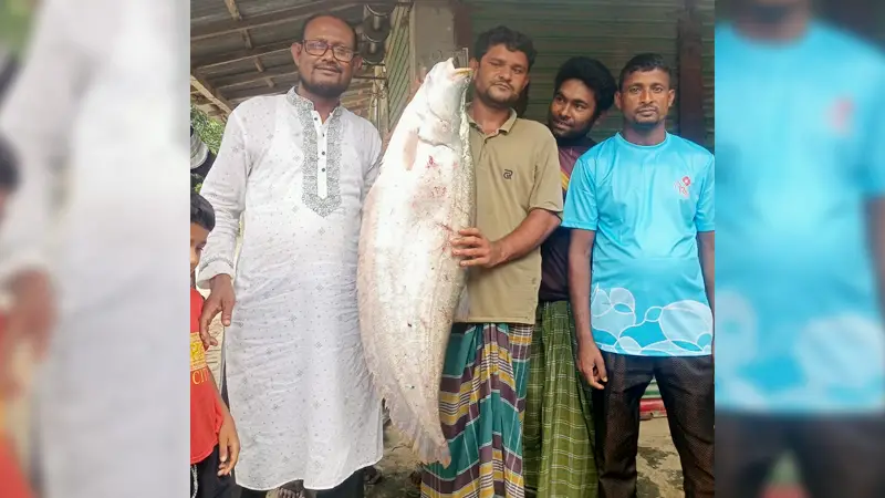 ধরলা নদীতে আবারও ধরা পড়ল ৮ কেজি ওজনের চিতল মাছ ধরলা নদীতে আবারও ধরা পড়ল ৮ কেজি ওজনের চিতল মাছ