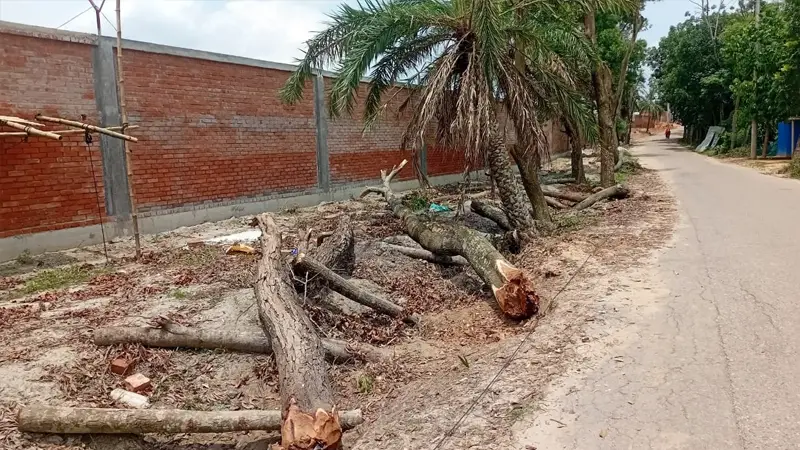 ভালুকায় রাস্তার পাশের সরকারি গাছ কেটে বিক্রির অভিযোগ ভালুকায় রাস্তার পাশের সরকারি গাছ কেটে বিক্রির অভিযোগ