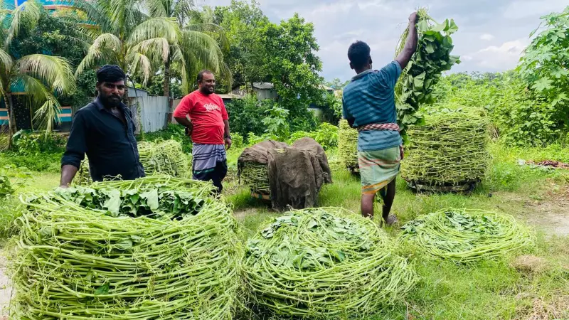 লাউয়ের ডগায় সবুজ স্বপ্ন: সিরাজদিখানের কৃষকদের সাফল্যের গল্প লাউয়ের ডগায় সবুজ স্বপ্ন: সিরাজদিখানের কৃষকদের সাফল্যের গল্প