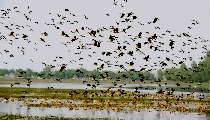 আশঙ্কাজনক হারে কমছে অতিথি পাখি, কারণ কী? আশঙ্কাজনক হারে কমছে অতিথি পাখি, কারণ কী?