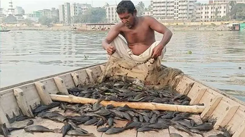 জলজ পরিবেশের নীরব ঘাতক “সাকার মাছ” জলজ পরিবেশের নীরব ঘাতক “সাকার মাছ”