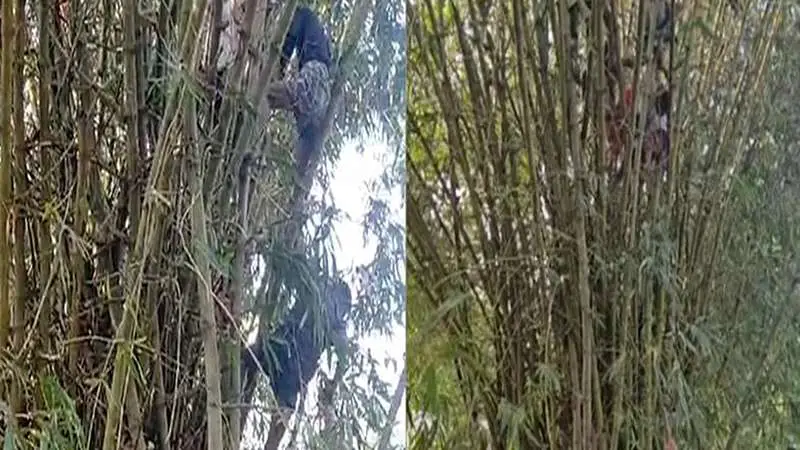 বাঁশঝাড়ে গৃহবধূর মহাকাণ্ড, শাড়ি চেয়ে তোলপাড় বাঁশঝাড়ে গৃহবধূর মহাকাণ্ড, শাড়ি চেয়ে তোলপাড়