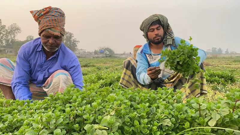 বিশ্ববাজারে যাচ্ছে মুন্সীগঞ্জের পুদিনাপাতা, রয়েছে যেসব স্বাস্থ্য উপকার বিশ্ববাজারে যাচ্ছে মুন্সীগঞ্জের পুদিনাপাতা, রয়েছে যেসব স্বাস্থ্য উপকার