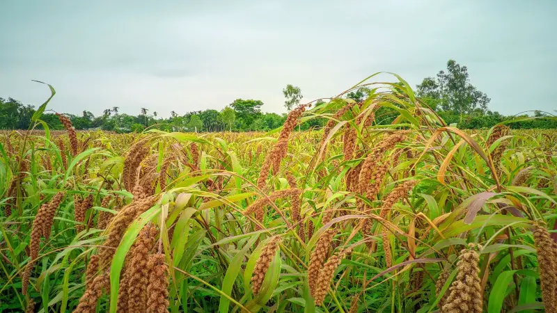 বিলুপ্তির পথে শখের ফসল ‘কাউন’ বিলুপ্তির পথে শখের ফসল ‘কাউন’