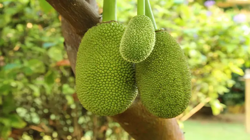 এক ফল, ছয় গুণ! এক ফল, ছয় গুণ!