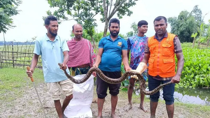 শরণখোলায় জালে আটকে পড়ল ৮ ফুট লম্বা অজগর শরণখোলায় জালে আটকে পড়ল ৮ ফুট লম্বা অজগর