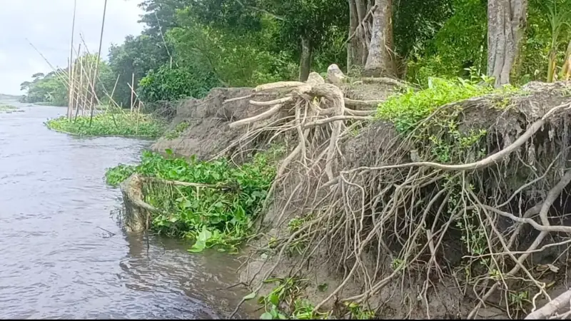 চাঁদপুরে অসময়ে ডাকাতিয়া নদীর ভাঙন, আতঙ্কিত হাজারো পরিবার চাঁদপুরে অসময়ে ডাকাতিয়া নদীর ভাঙন, আতঙ্কিত হাজারো পরিবার