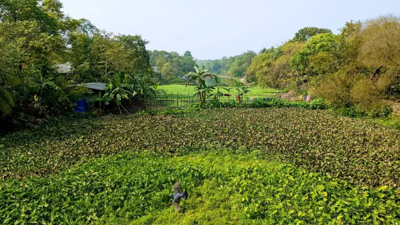 দখল-দূষণে হারিয়ে যাচ্ছে কুষ্টিয়ার ঐতিহ্যবাহী হিসনা নদী দখল-দূষণে হারিয়ে যাচ্ছে কুষ্টিয়ার ঐতিহ্যবাহী হিসনা নদী