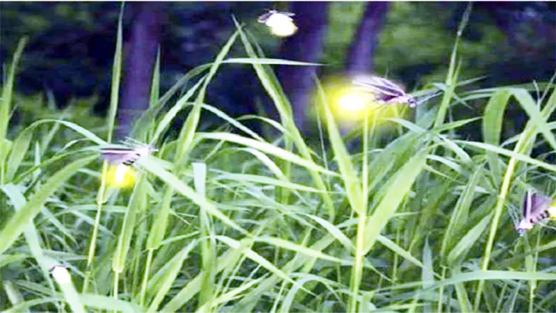জোনাকির আলোর রহস্য জোনাকির আলোর রহস্য