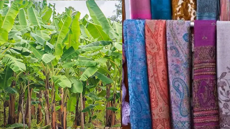 অর্থনীতির নতুন সম্ভাবনা কলাগাছ, তৈরি হচ্ছে কর্মসংস্থান অর্থনীতির নতুন সম্ভাবনা কলাগাছ, তৈরি হচ্ছে কর্মসংস্থান