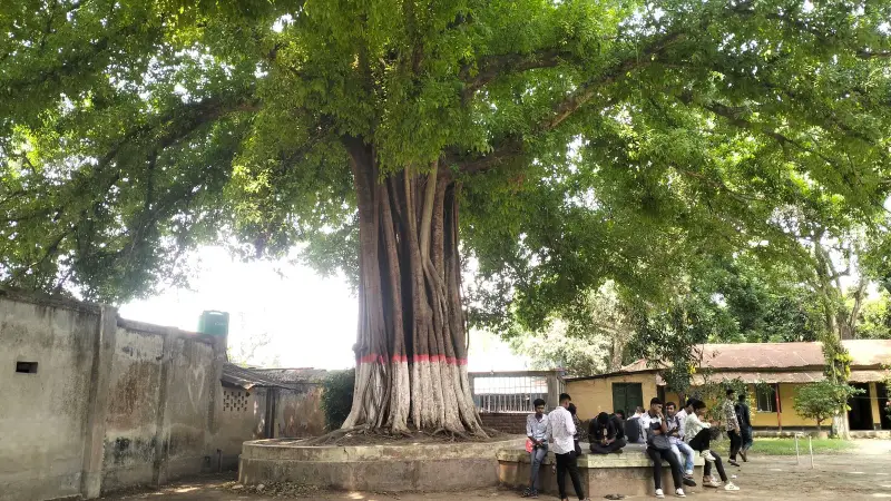 রাজশাহীতে ৩০০ বছরের পুরোনো ’অচিন বৃক্ষ’ রাজশাহীতে ৩০০ বছরের পুরোনো ’অচিন বৃক্ষ’