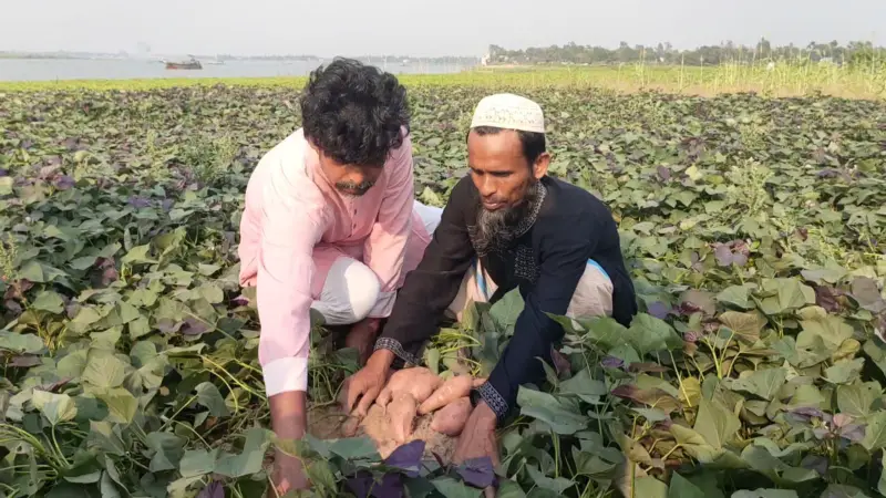 নবীনগরে “ওয়াকিনাওয়া” জাতের জাপানি মিষ্টি আলুর বাম্পার ফলন। নবীনগরে “ওয়াকিনাওয়া” জাতের জাপানি মিষ্টি আলুর বাম্পার ফলন।