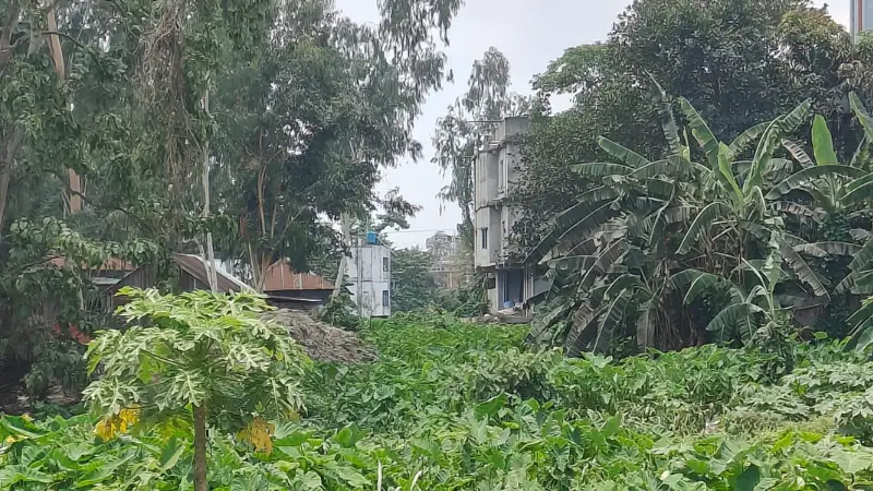 রায়গঞ্জের কেশরখালী খালটি সংস্কারের অভাবে অভিশাপে পরিণত! রায়গঞ্জের কেশরখালী খালটি সংস্কারের অভাবে অভিশাপে পরিণত!