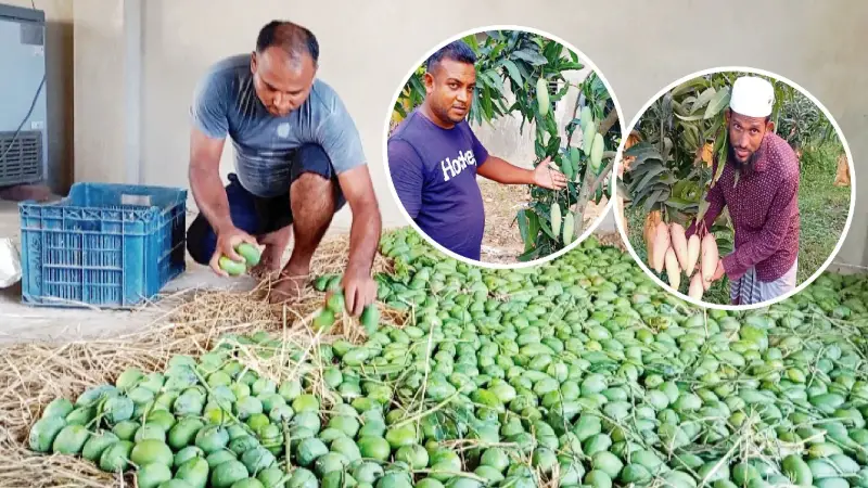 মীরসরাইয়ে ১৮৫ হেক্টর জমিতে আমের আবাদ, ভালো ফলনে খুশি মালিকরা মীরসরাইয়ে ১৮৫ হেক্টর জমিতে আমের আবাদ, ভালো ফলনে খুশি মালিকরা