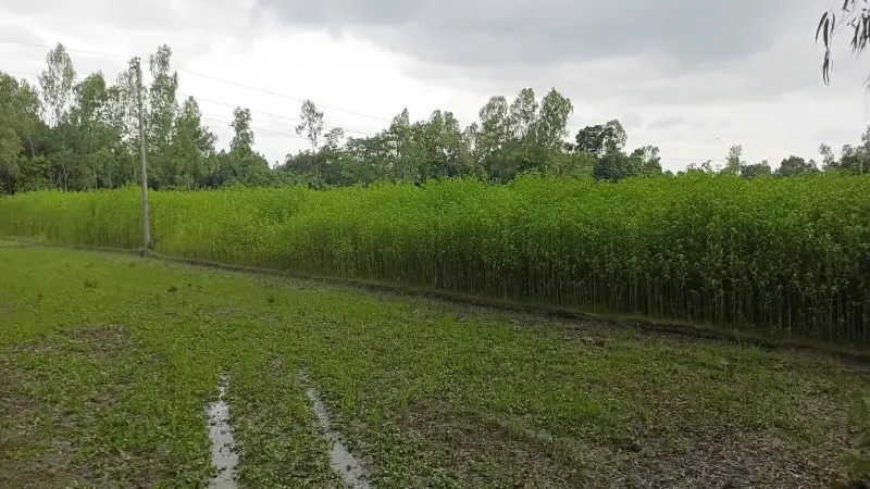 ফুলবাড়ীতে সোনালি আঁশে লাভের আশায় কৃষকরা ফুলবাড়ীতে সোনালি আঁশে লাভের আশায় কৃষকরা