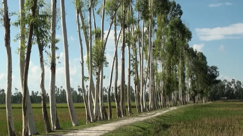 কুড়িগ্রামে ইউক্যালিপটাস গাছের কারণে শত শত একর জমির ধানের ফলন কমেছে কুড়িগ্রামে ইউক্যালিপটাস গাছের কারণে শত শত একর জমির ধানের ফলন কমেছে