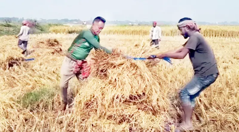 রামপালে লবণসহিষ্ণু আমনে বাম্পার ফলন রামপালে লবণসহিষ্ণু আমনে বাম্পার ফলন