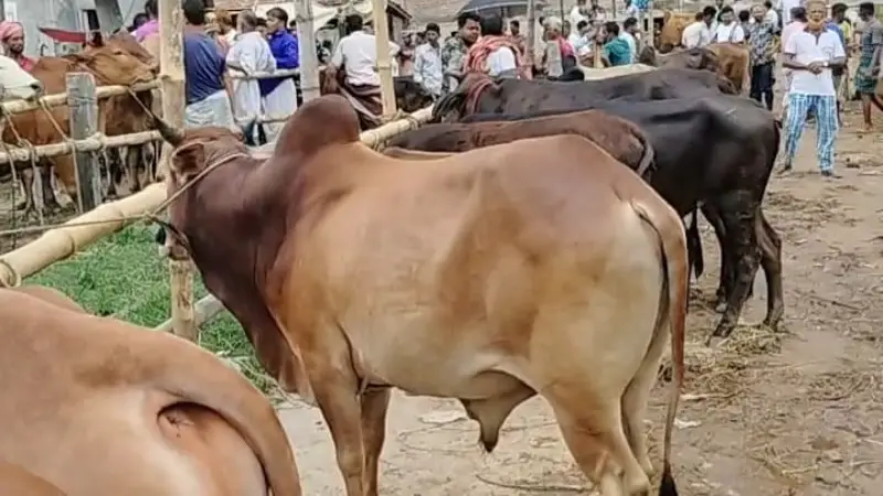 রামগঞ্জে ঈদকে সামনে রেখে প্রস্তুত কোরবানির গরু-ছাগলের হাট রামগঞ্জে ঈদকে সামনে রেখে প্রস্তুত কোরবানির গরু-ছাগলের হাট