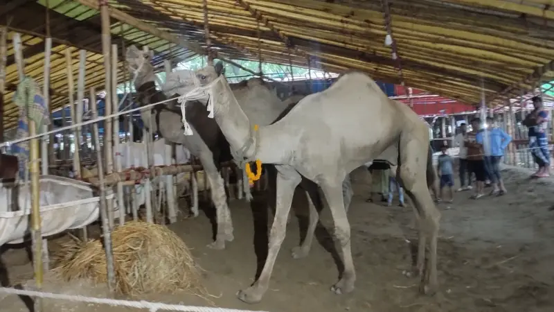 কর্ণফুলীর গরু বাজারে বিশেষ আকর্ষণ কর্ণফুলীর গরু বাজারে বিশেষ আকর্ষণ