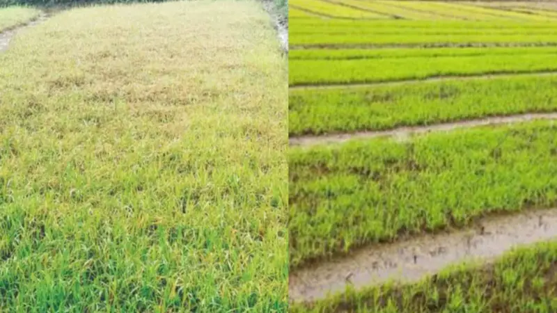 খাল বন্ধ, পানি আটকে বীজতলা পচে যাচ্ছে মতলবে খাল বন্ধ, পানি আটকে বীজতলা পচে যাচ্ছে মতলবে