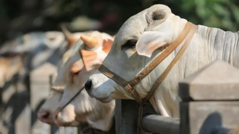 কোরবানির জরুরি মাসায়েল জানা আছে তো? কোরবানির জরুরি মাসায়েল জানা আছে তো?