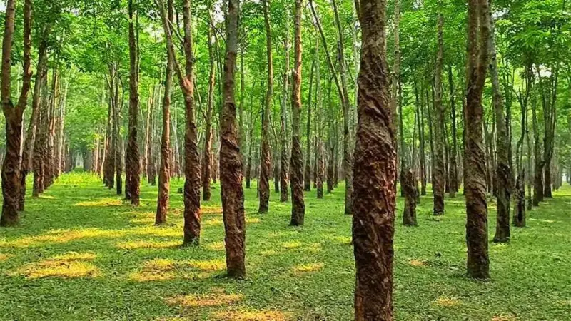 রামু রাবার বাগান: অপরুপ সৌন্দর্যের হাতছানি রামু রাবার বাগান: অপরুপ সৌন্দর্যের হাতছানি