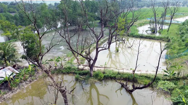 কলাপাড়ায় ম্যানগ্রোভ বনাঞ্চল নিধন চলছে ফ্রি-স্টাইলে কলাপাড়ায় ম্যানগ্রোভ বনাঞ্চল নিধন চলছে ফ্রি-স্টাইলে