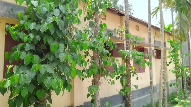 সুপারি বাগানে সাথী ফসল চাষ করে লাভবান হচ্ছেন কৃষক সুপারি বাগানে সাথী ফসল চাষ করে লাভবান হচ্ছেন কৃষক