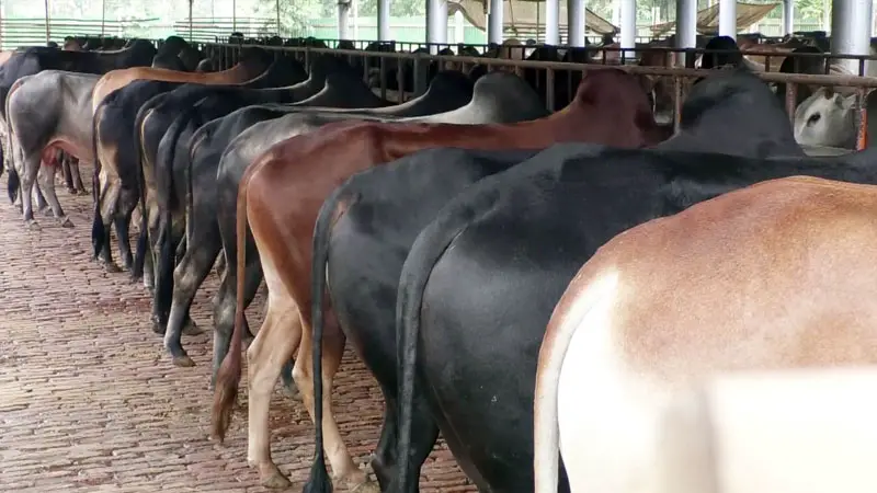 দাম কমবে নাকি বাড়বে? শেরপুরে ৮৫ হাজার পশু প্রস্তুত