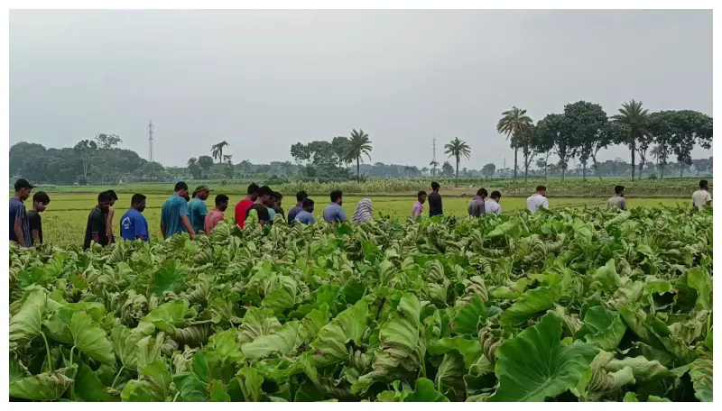মহেশপুরে ইটভাটার কালো ধোঁয়ায় পুড়ে গেছে ৫০০ বিঘা জমির ফসল মহেশপুরে ইটভাটার কালো ধোঁয়ায় পুড়ে গেছে ৫০০ বিঘা জমির ফসল