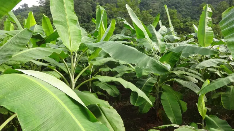 ধান বাদ, কলা চাষে লাভবান হচ্ছেন শেরপুরের কৃষকরা