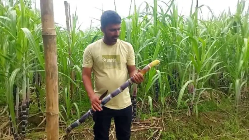 লেখাপড়ার পাশাপাশি ফিলিপাইনি আখ চাষে বছরে আয় ৫ লাখ টাকা লেখাপড়ার পাশাপাশি ফিলিপাইনি আখ চাষে বছরে আয় ৫ লাখ টাকা