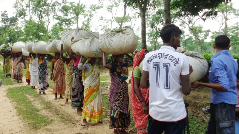 হবিগঞ্জে এনটিসির বাগানে চা শ্রমিকরা কাজে ফিরেছে হবিগঞ্জে এনটিসির বাগানে চা শ্রমিকরা কাজে ফিরেছে